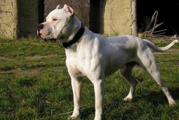 世界斗犬排名 比特犬是一种比较凶猛的狗横勇无敌斗犬战神