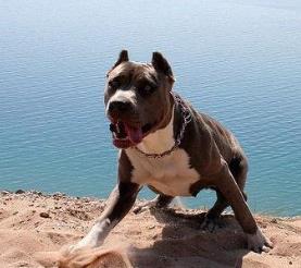 世界斗犬排名 比特犬是一种比较凶猛的狗横勇无敌斗犬战神