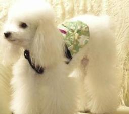 狗的智商排名大全 边境牧羊犬具强烈的牧羊本能