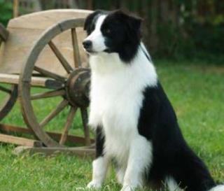 狗的智商排名大全 边境牧羊犬具强烈的牧羊本能