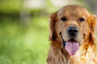 最温顺的动物排名 金毛无论是对待人还是其他动物都很友善