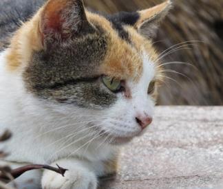 最温顺的动物排名 金毛无论是对待人还是其他动物都很友善