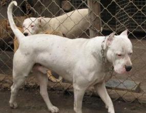 世界斗犬排名 比特犬是一种比较凶猛的狗横勇无敌斗犬战神