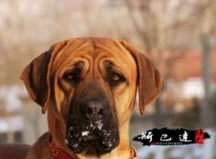 世界斗犬排名 比特犬是一种比较凶猛的狗横勇无敌斗犬战神