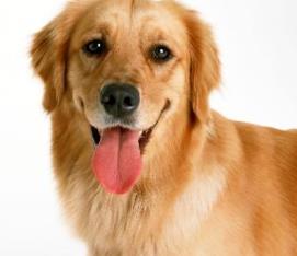 狗的智商排名大全 边境牧羊犬具强烈的牧羊本能