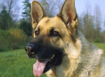 狗的智商排名大全 边境牧羊犬具强烈的牧羊本能