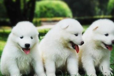 狗中三精与狗里的拆家四天王排名 哈士奇外形长得更像是一只狼