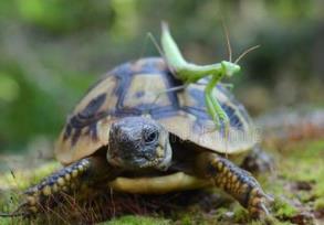 最温顺的动物排名 金毛无论是对待人还是其他动物都很友善