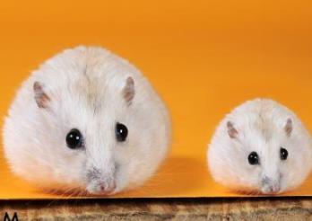 最温顺的动物排名 金毛无论是对待人还是其他动物都很友善