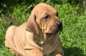 世界斗犬排名 比特犬是一种比较凶猛的狗横勇无敌斗犬战神