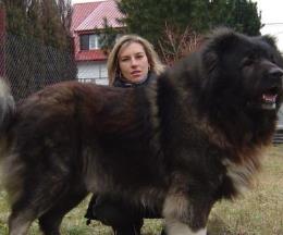 世界斗犬排名 比特犬是一种比较凶猛的狗横勇无敌斗犬战神