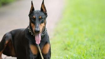 狗的智商排名大全 边境牧羊犬具强烈的牧羊本能