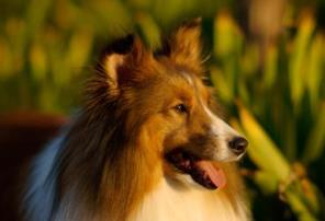 狗的智商排名大全 边境牧羊犬具强烈的牧羊本能