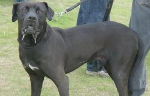 狗中三精与狗里的拆家四天王排名 哈士奇外形长得更像是一只狼