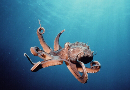 �����Ӫ����ֵ�빦Ч-�����������Ⱥ