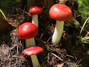 红菇的做法-红菇的功效与作用