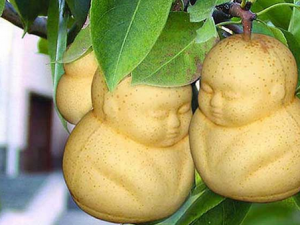 人参果的功效与作用-人参果的吃法