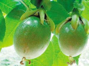 鸡蛋果有什么功效？鸡蛋果的营养价值