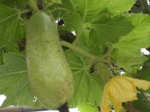 角瓜的营养价值-角瓜的功效与作用