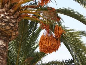 椰枣的功效与作用-食用椰枣的注意事项