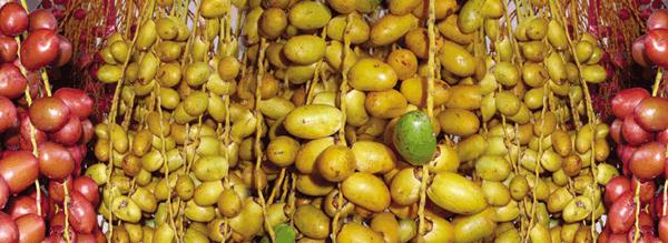 Ҭ��Ĺ�Ч-ʳ��Ҭ���ע������