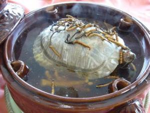 喝甲鱼血能治阳痿吗？吃甲鱼血的好处