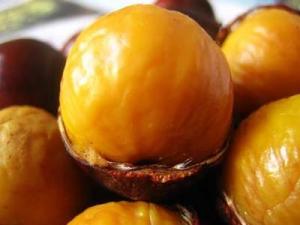 锥栗的营养价值、功效与作用、食用禁忌