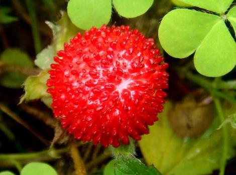 ��ݮ��Ӫ����ֵ-��ݮ�Ĺ�Ч������