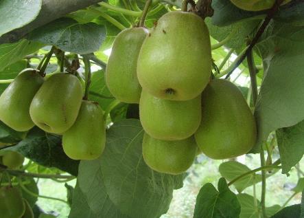 ���ʹ��ܼ����𣿼��ʹ���Ӫ����ֵ����Ч������