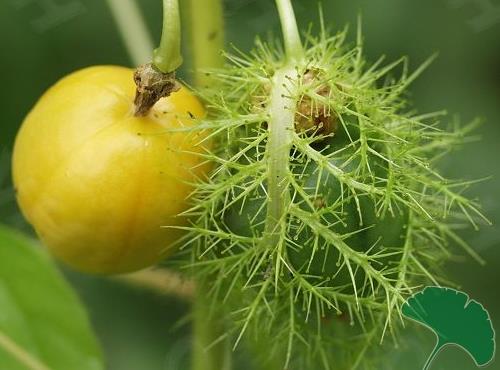 �������Ӫ����ֵ-������Ĺ�Ч������