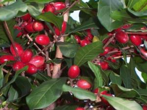 神秘果的营养价值-神秘果的功效与作用