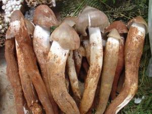 鸡枞菌的营养价值-鸡枞菌的功效与作用