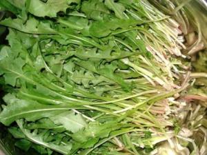 蒲公英的营养价值-蒲公英的功效与作用