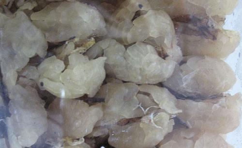 中国林蛙(雪蛤)的功效与作用 林蛙油的功效与作用及食用方法