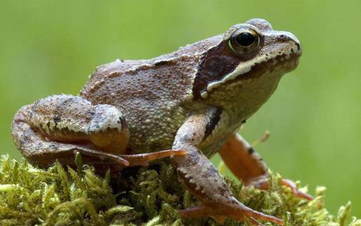 中国林蛙(雪蛤)的功效与作用 林蛙油的功效与作用及食用方法