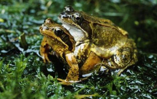 中国林蛙(雪蛤)的功效与作用 林蛙油的功效与作用及食用方法