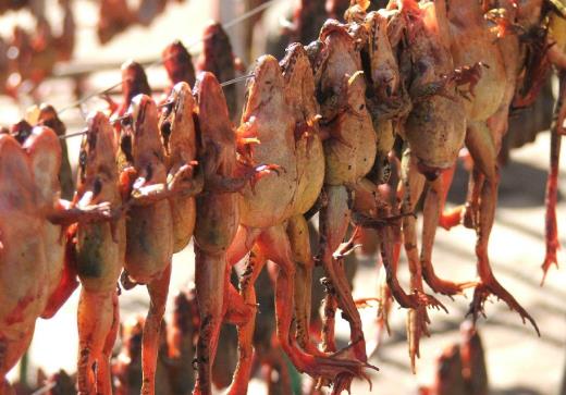 中国林蛙(雪蛤)的功效与作用 林蛙油的功效与作用及食用方法