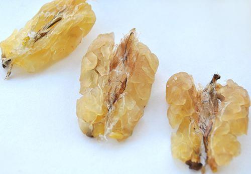 中国林蛙(雪蛤)的功效与作用 林蛙油的功效与作用及食用方法