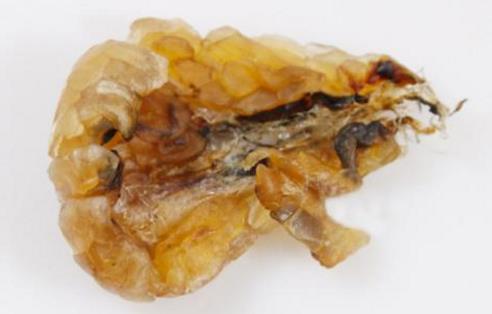 中国林蛙(雪蛤)的功效与作用 林蛙油的功效与作用及食用方法