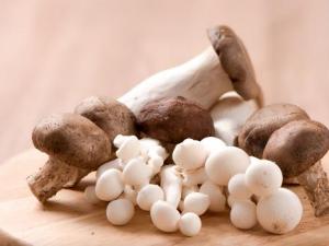 ��Ģ���ϻ���Ģ����Ӫ����ֵ Ģ���Ĺ�Ч������