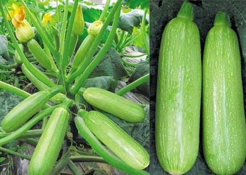 ����«��ô���óԣ���ô������«������