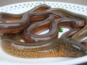 怎样清洗黄鳝？黄鳝怎么清洗才没腥味