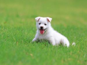 小狗翻肠子怎么回事？小狗翻肠子怎么办？