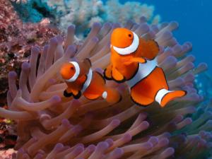 小丑鱼怎么养？小丑鱼常见疾病如何治疗？