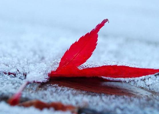 2021年什么时候打霜?霜降之前会下霜吗?