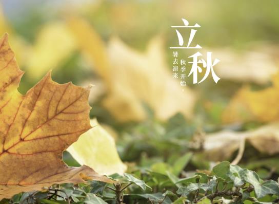 东北立秋后雨水多不多?东北立秋后气温大约多少度?