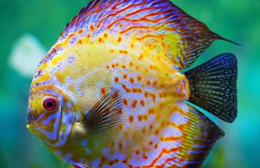 鱼腹水能治好吗?为什么鱼有腹水?