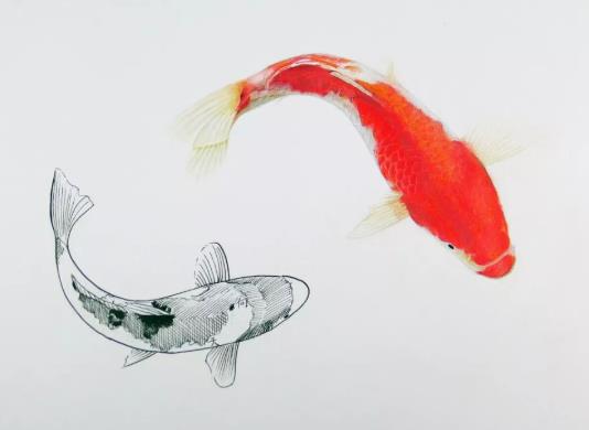 锦鲤缸怎么清除藻类?新建锦鲤池多久才可以下鱼?