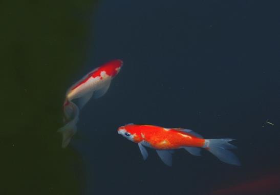 锦鲤缸怎么清除藻类?新建锦鲤池多久才可以下鱼?