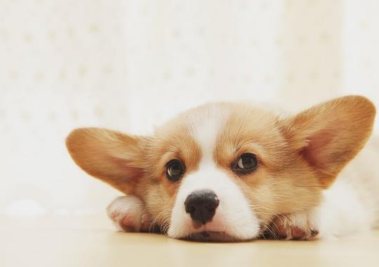 买什么骨头给狗狗吃好?狗吃的骨头需要怎么处理?